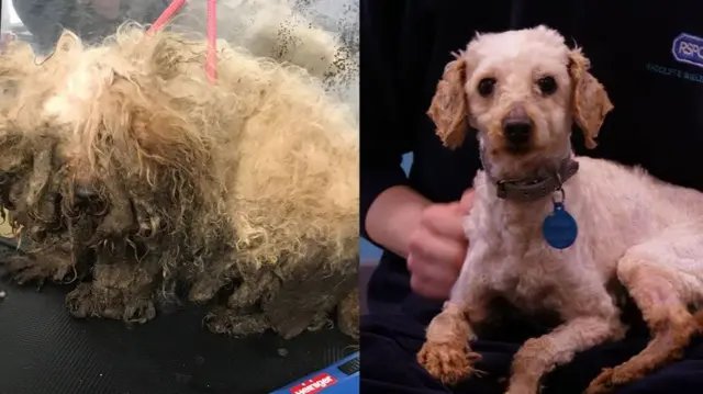 Poodle-cross before and after