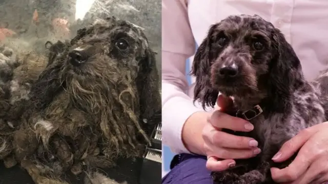 Daxi-cross before and after