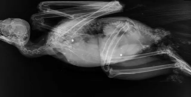 X-ray of buzzard