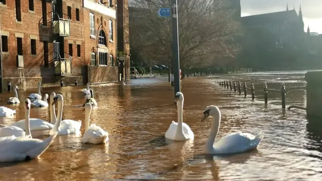 Swans in Worcester