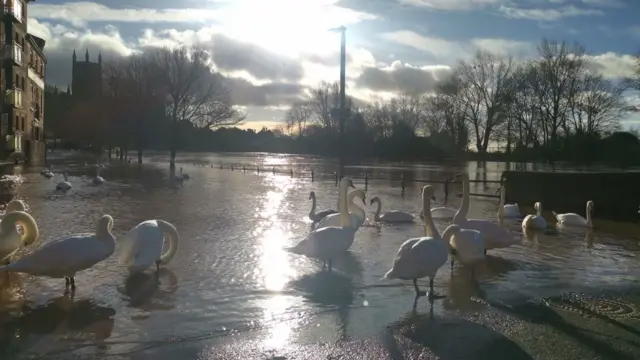 Swans in Worcester