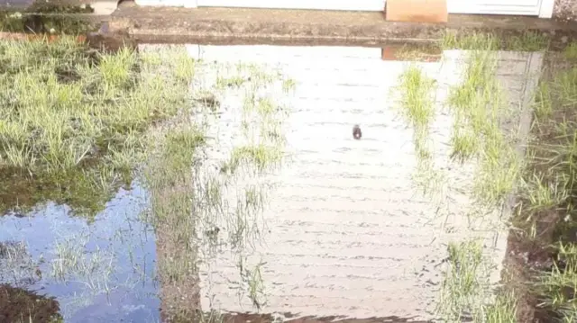 Flooded garden