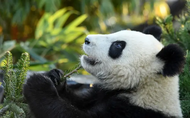 One of the panda bears twins is pictured during receiving their favourite food as a present on a Christmas tree at the Zoo in Berlin, Germany.