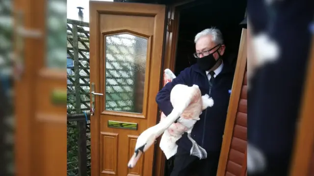 RSPCA officer with the injured swan