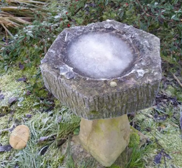 Frozen bird bath