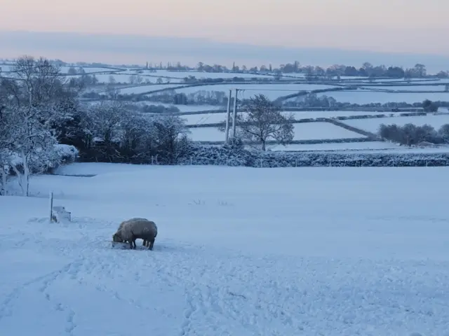 Sheep in field - Plumtree