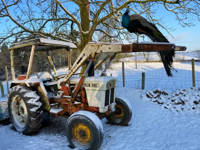 Peacock on tractor - Belper