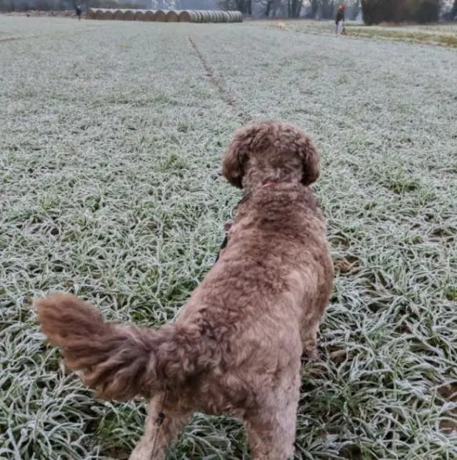 Dog on frozen field