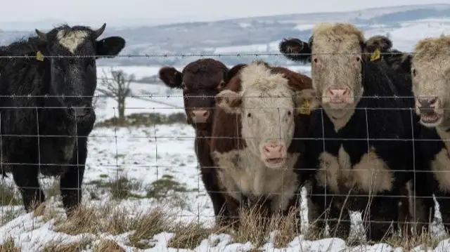 Cows in Leek