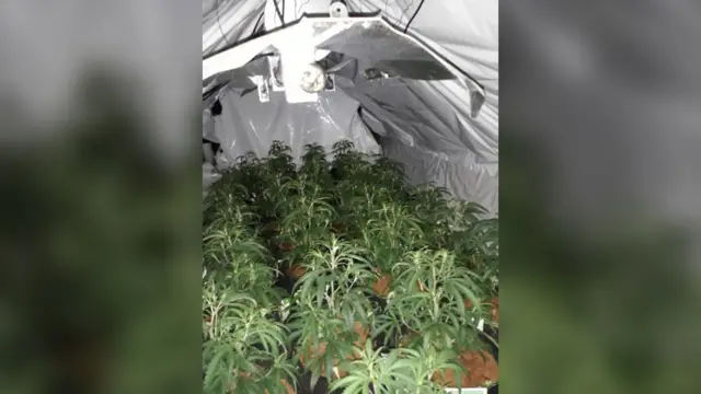 Cannabis grow found at a property on North Avenue, in Rainworth, Nottinghamshire