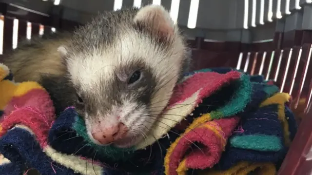 Ferret in pile of washing