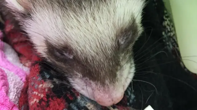 Ferret in pile of washing