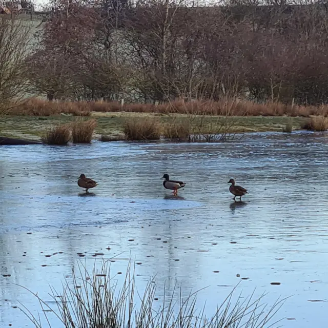 Ducks in Smalley, Derbyshire