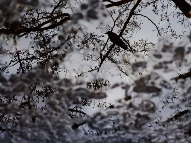 A crow reflected in an icy pond in the Arboretum, Nottingham