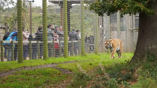 Tiger at YWP