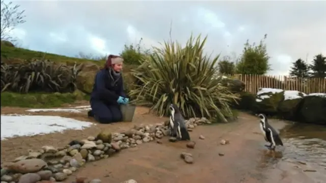 Penguins at the park being fed