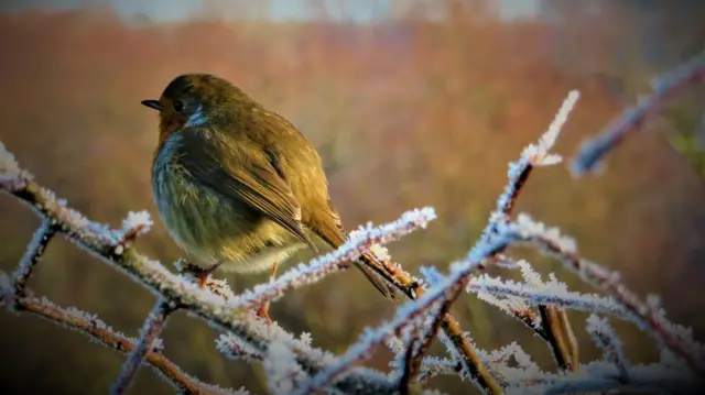 Bird in the frost in Eastwood