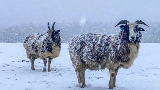 Snowy sheep at Ampleforth