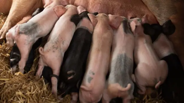 Piglets on farm