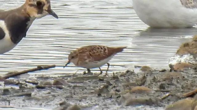 The long-toed stint