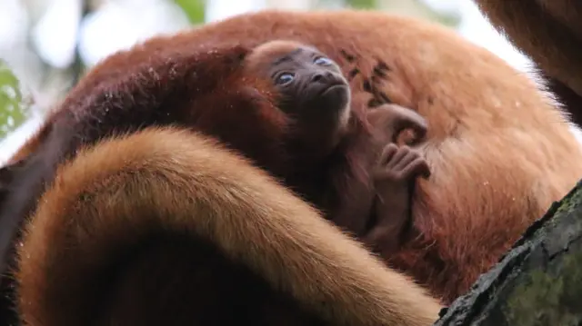 A mother holding a red howler monkey