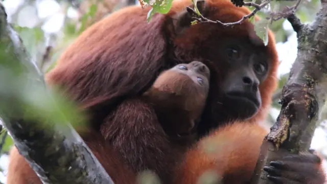 A mother holding a red howler monkey