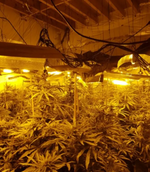 Cannabis factory