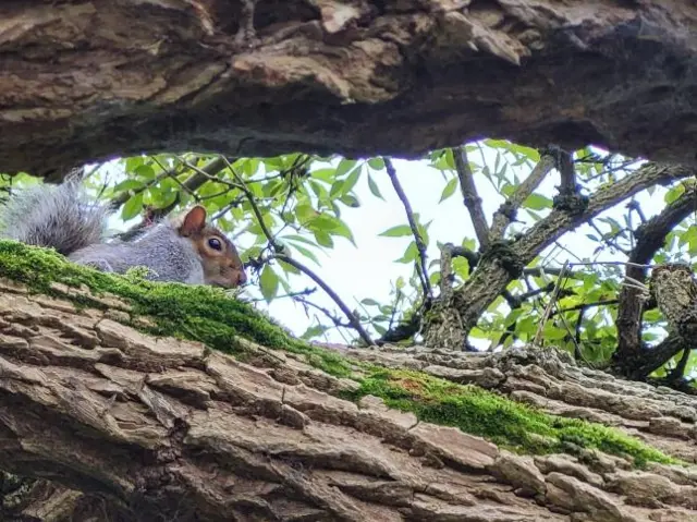 A squirrel in Dudley