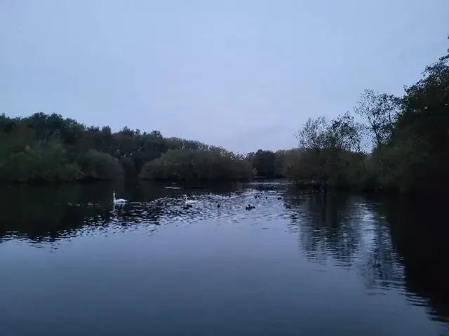 Ducks swimming in Kingsbury, Warwickshire