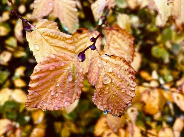 Dew on leaves in Bromsgrove