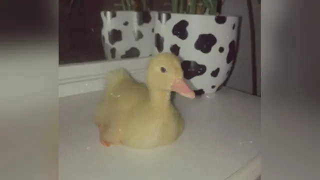 Morri the duck