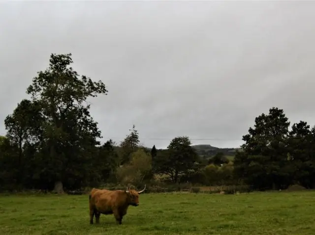 A cow in a wet field in Rushbury