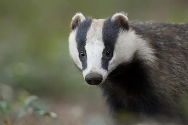 European badger