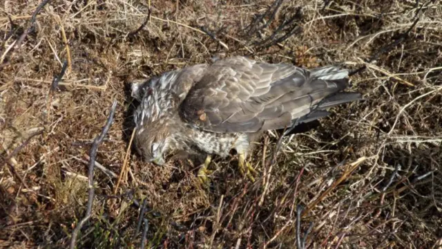 Poisoned buzzard