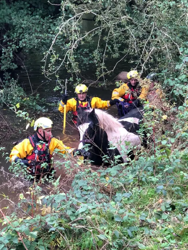 The horse rescue