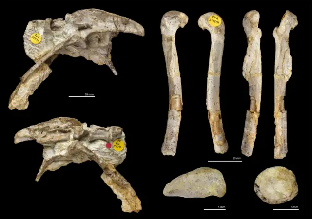 fossils from the oldest known meat-eating dinosaur from the UK