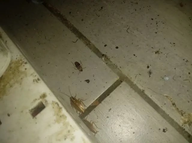 Cockroaches