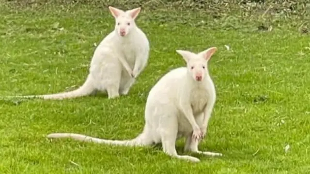 Albino wallabies