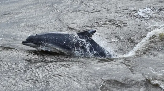 Dolphin swimming next to the Rainbow Warrior