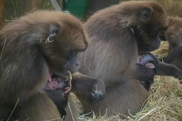 The newborns with their mothers