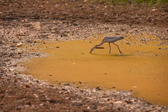 Heavy drought is affecting Latin America's Pantanal wetlands - the world's largest tropical wetlands