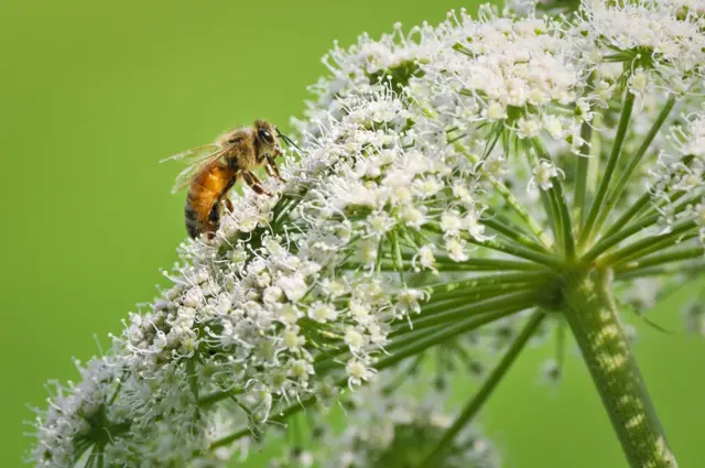 A bee