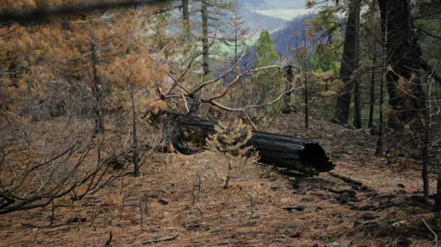 A burned sequoia tree