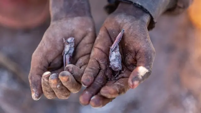 A Madagascan holds dried-up insects in their hands