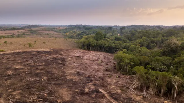 Deforestation of Amazon