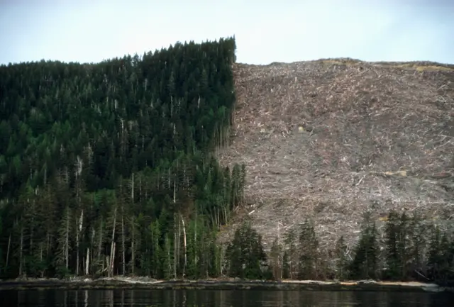 A partially deforested hillside