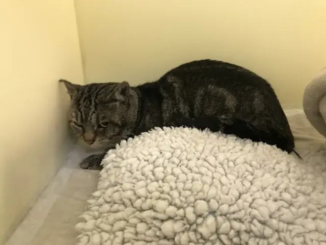 'Lucky' the cat recovered