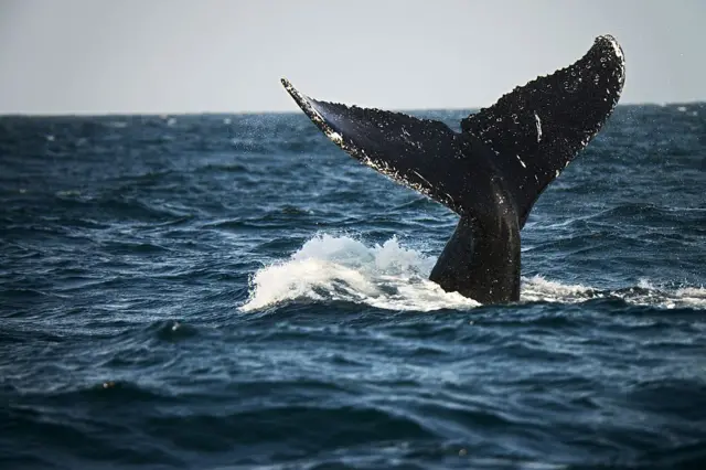 Humpback whales migrate along the Latin American coast in the Pacific each year