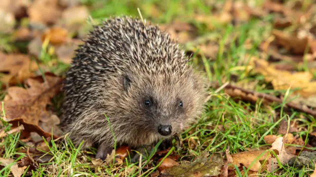 Hedgehog