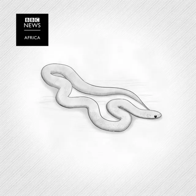 A snake illustration